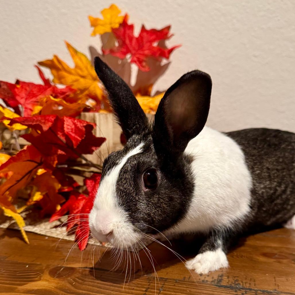 Lylah, a Adoptable Dutch in The Woodlands, TX image 1/4