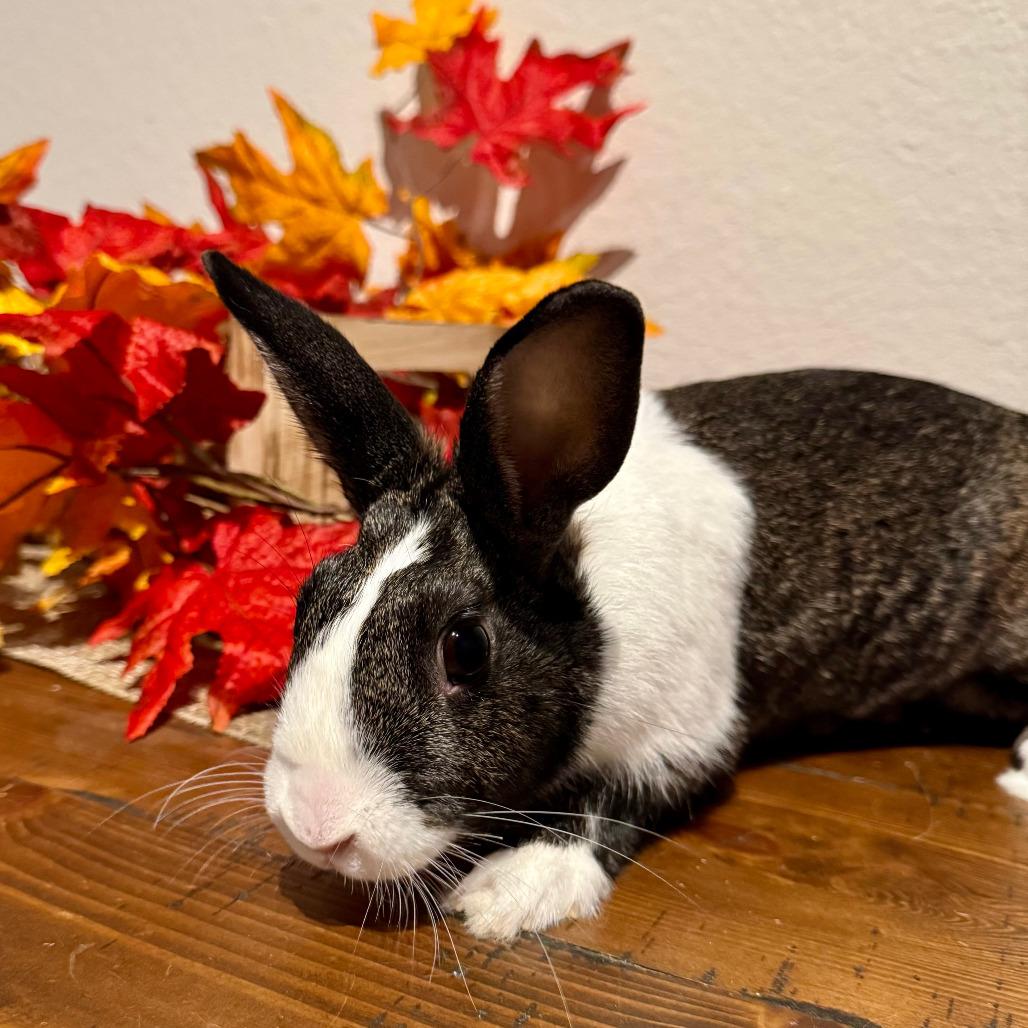 Enlarge Lylah, a Adoptable Dutch in The Woodlands, TX image 1/4