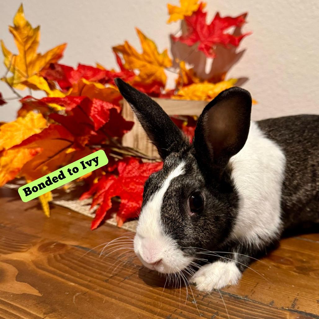 Enlarge Lylah, a Adoptable Dutch in The Woodlands, TX image 2/4