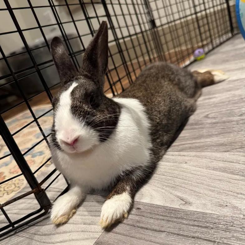 Enlarge Lylah, a Adoptable Dutch in The Woodlands, TX image 3/4