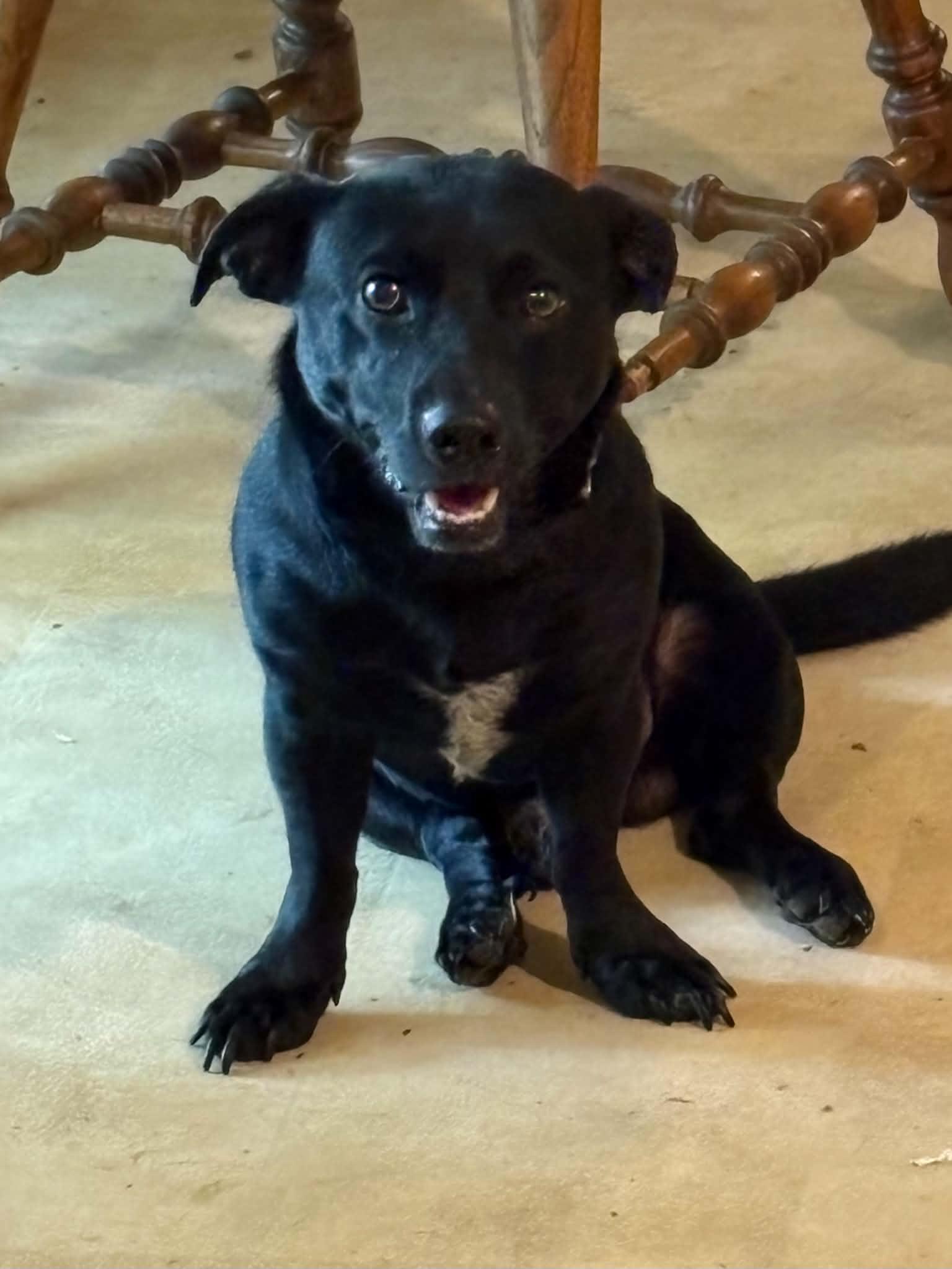 Enlarge Blackie, a Adoptable mixed breed in Bradenton, FL image 1/1