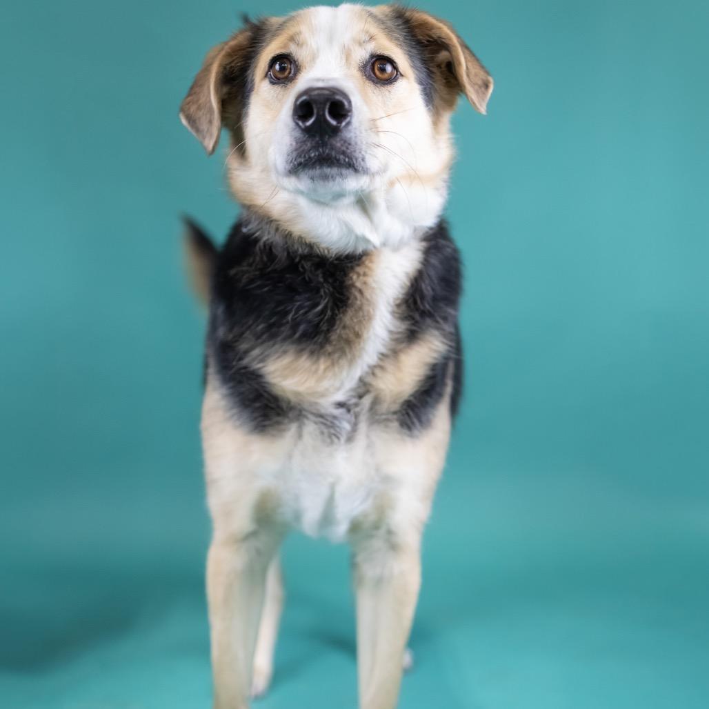 Fievel, Adoptable, Adult Male Mixed Breed.