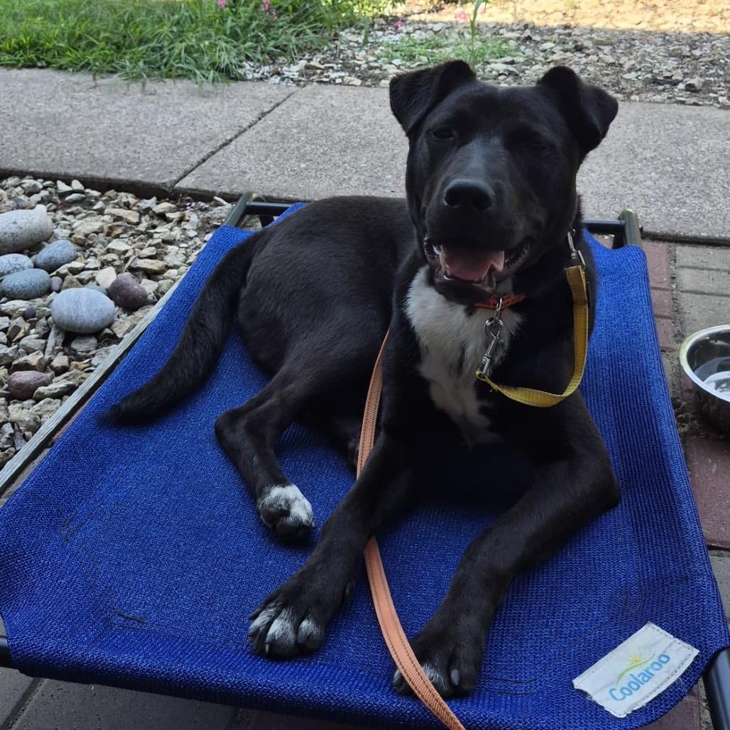 Enlarge Zeus, a Adoptable Pit Bull Terrier in Blaine, MN image 1/6