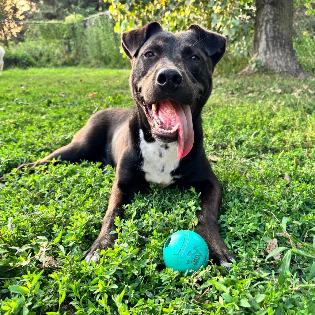 Enlarge Zeus, a Adoptable Pit Bull Terrier in Blaine, MN image 2/6