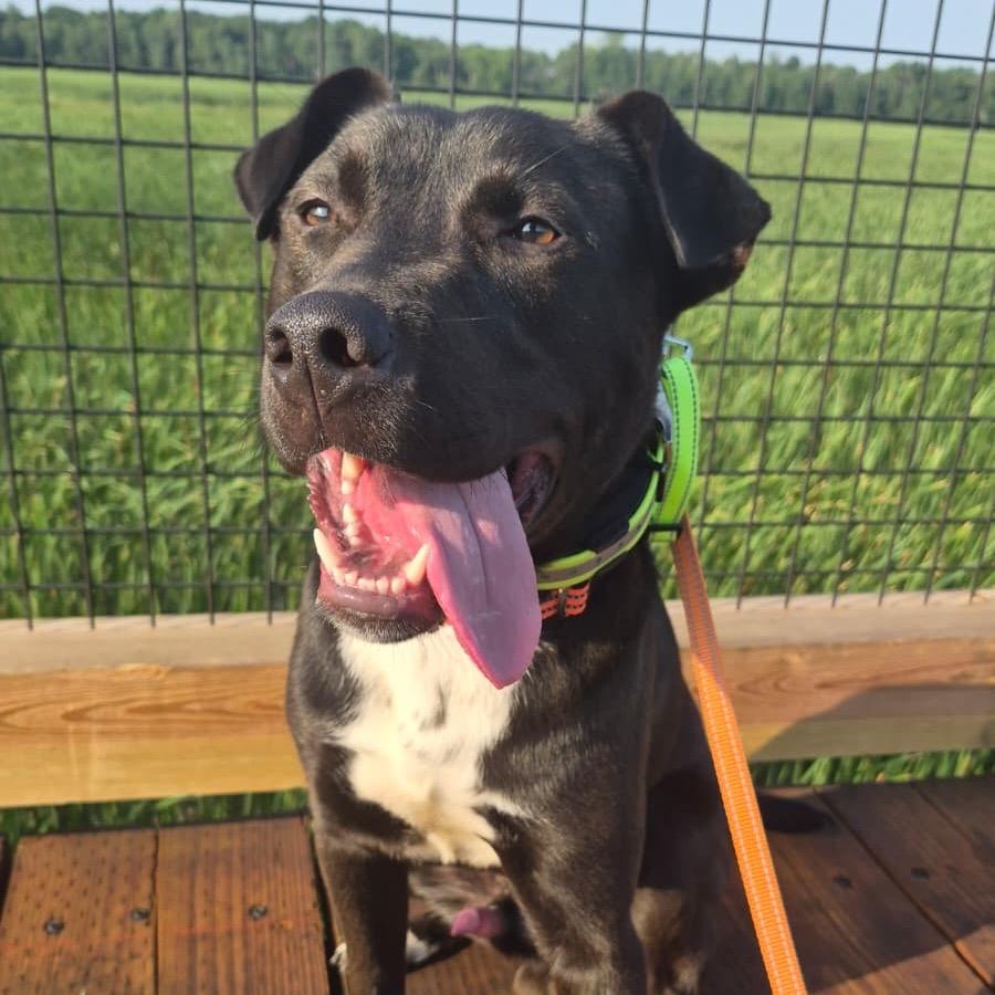 Enlarge Zeus, a Adoptable Pit Bull Terrier in Blaine, MN image 4/6