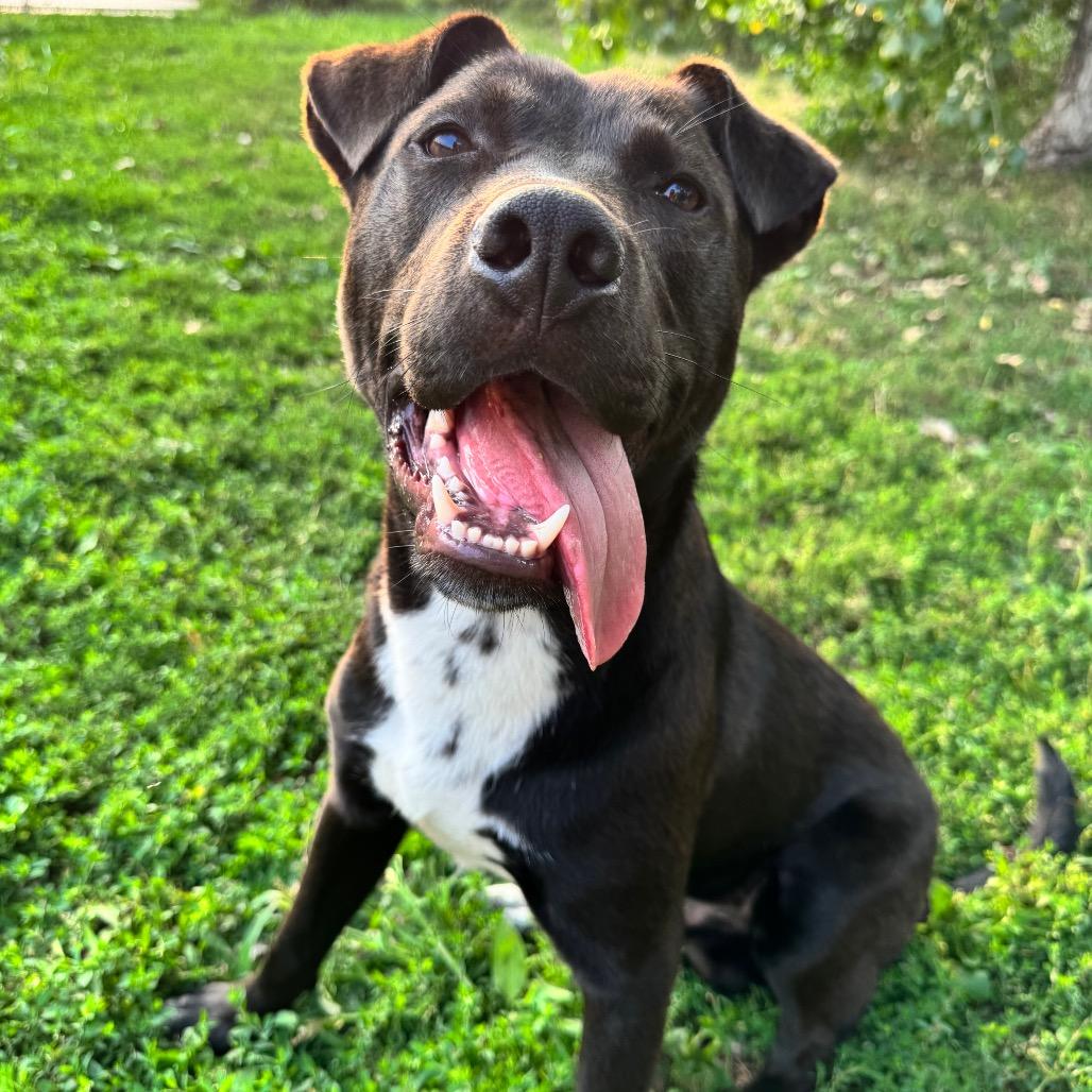 Enlarge Zeus, a Adoptable Pit Bull Terrier in Blaine, MN image 5/6
