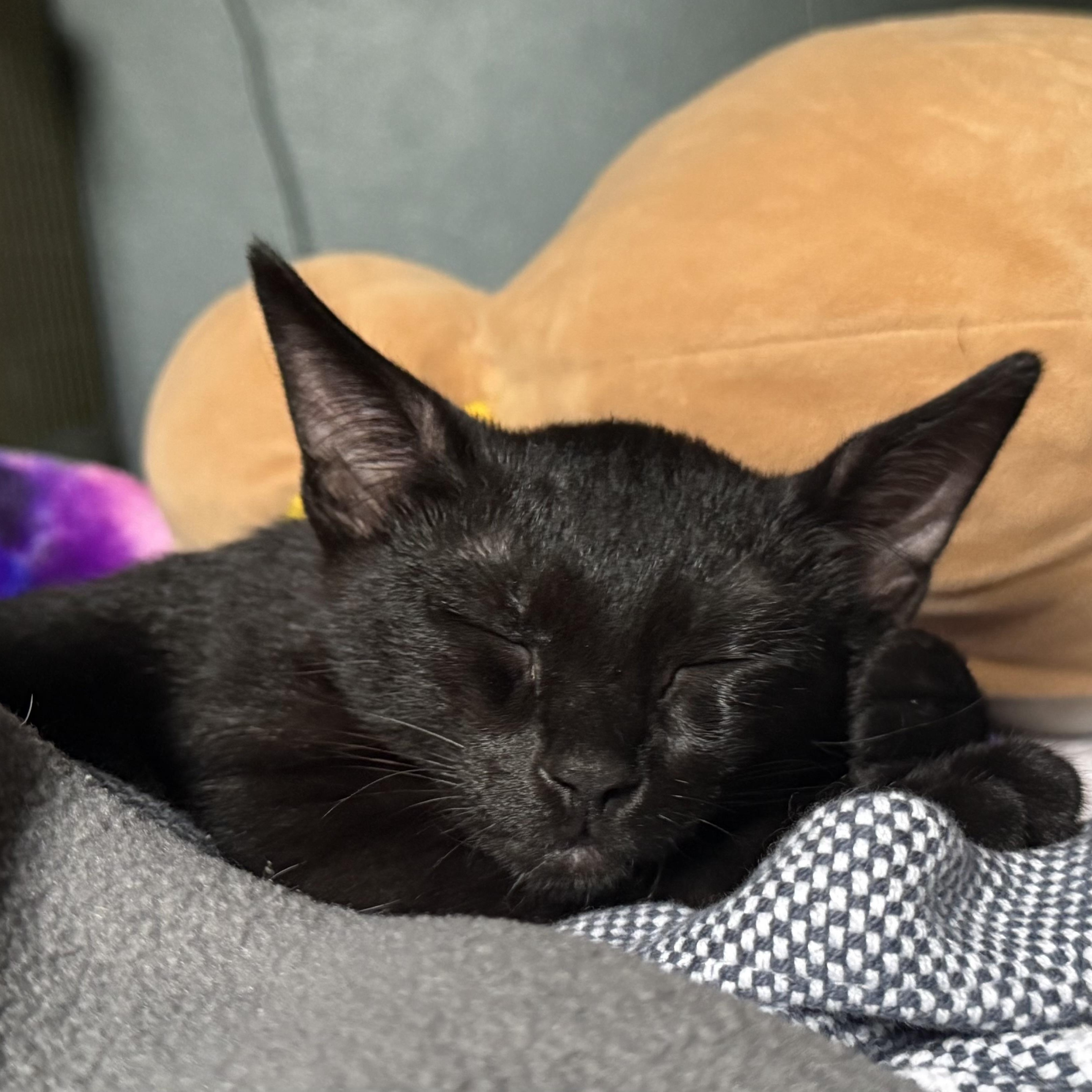 Enlarge Purple, a Adoptable Domestic Short Hair in Los Angeles, CA image 6/6