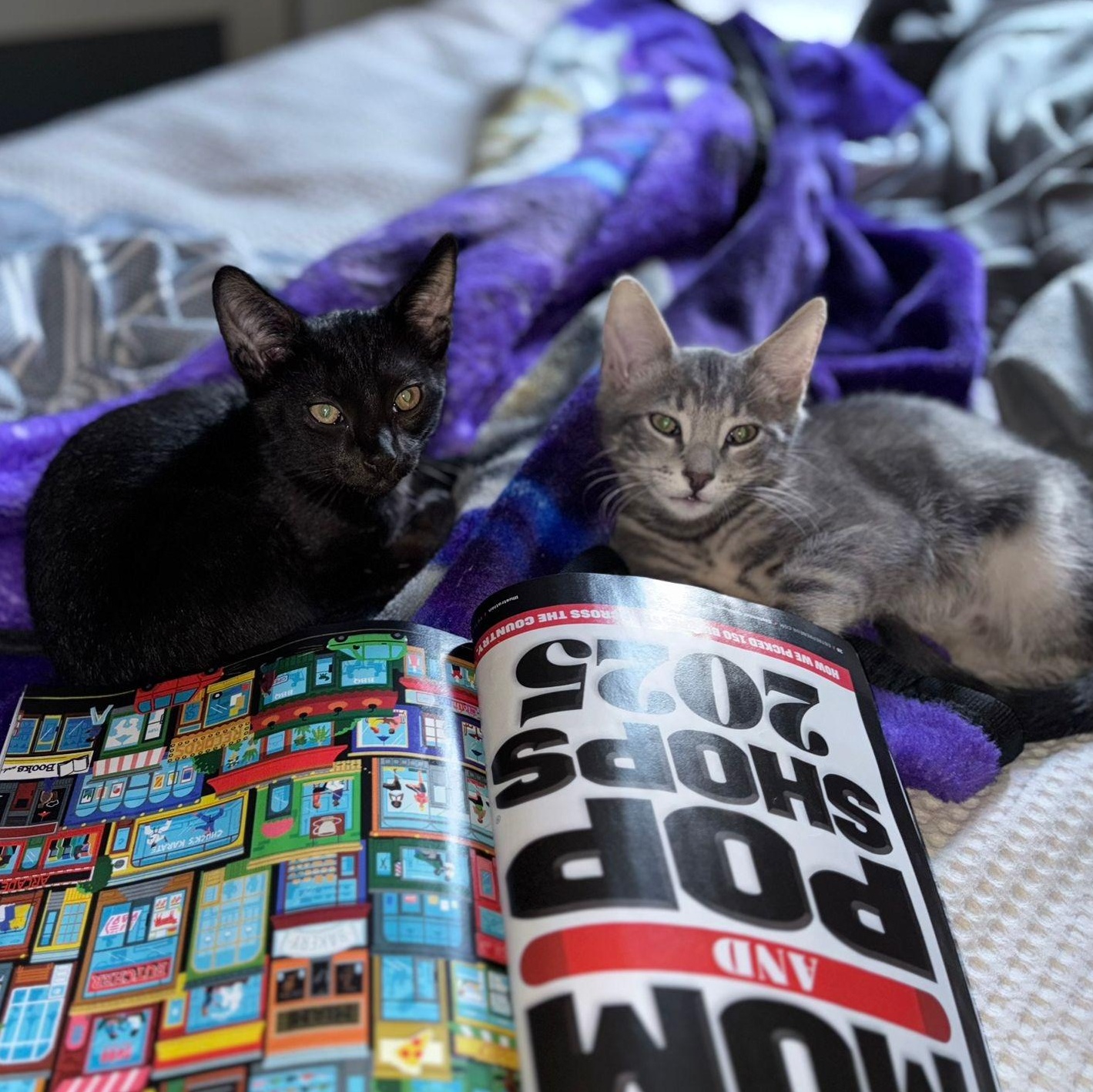 Enlarge Purple, a Adoptable Domestic Short Hair in Los Angeles, CA image 5/6