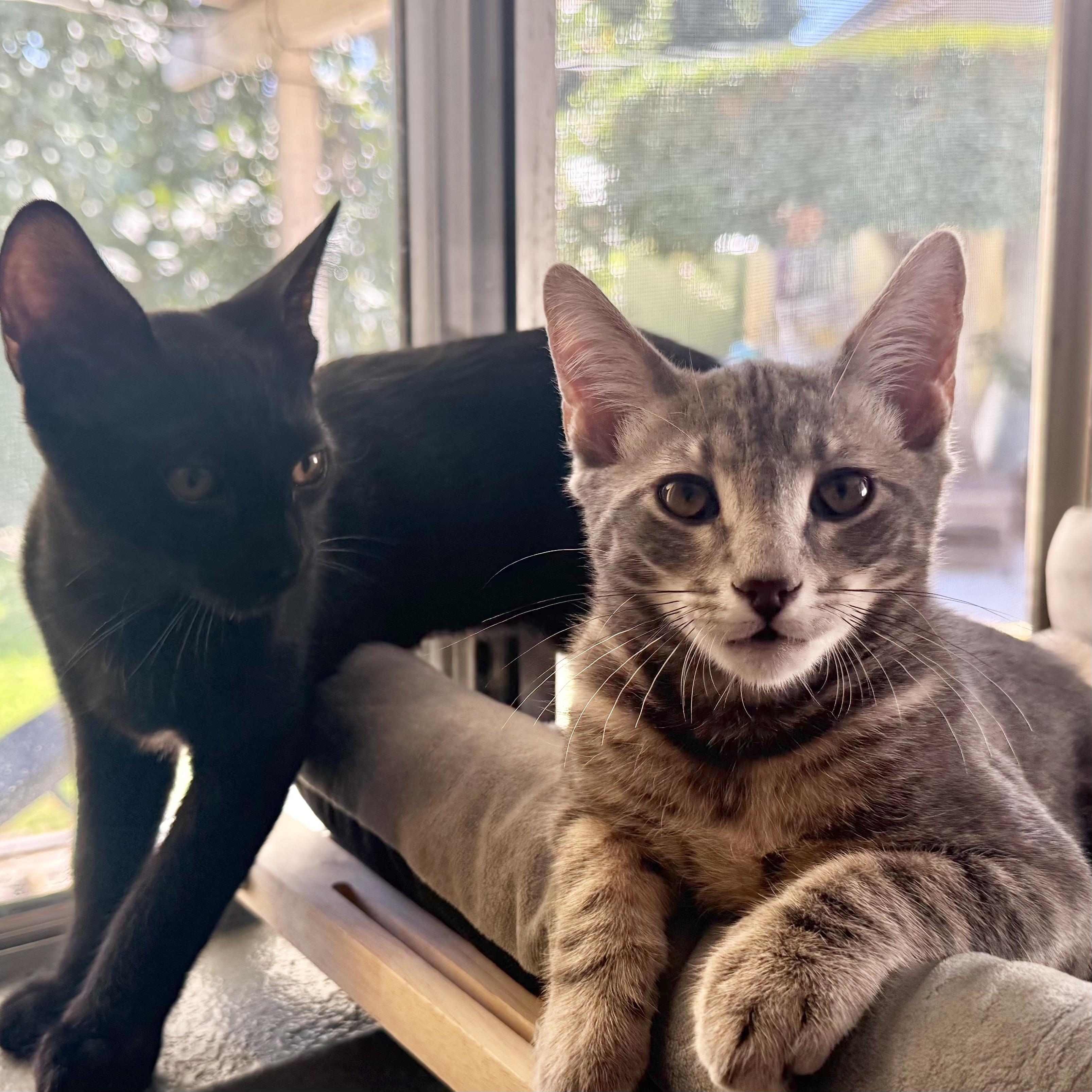 Enlarge Purple, a Adoptable Domestic Short Hair in Los Angeles, CA image 4/6