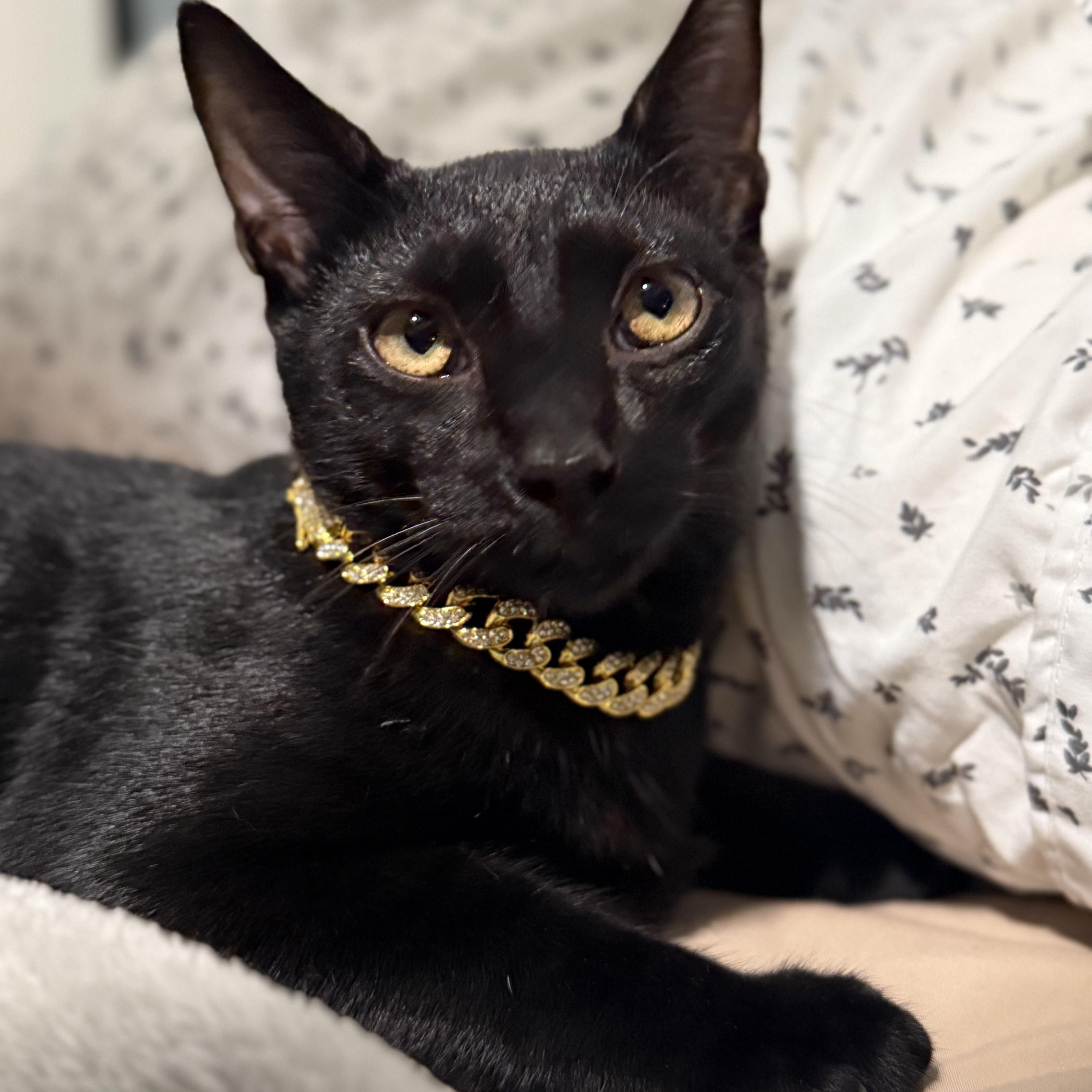 Enlarge Purple, a Adoptable Domestic Short Hair in Los Angeles, CA image 2/6