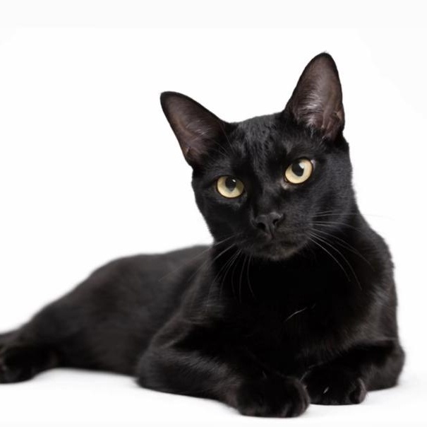 Purple, Adoptable, Kitten Female Domestic Short Hair.