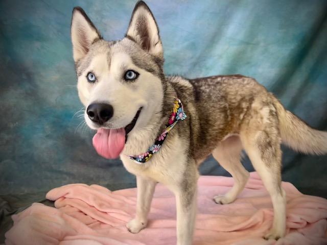 DAKOTA, Adoptable, Young Female Siberian Husky.