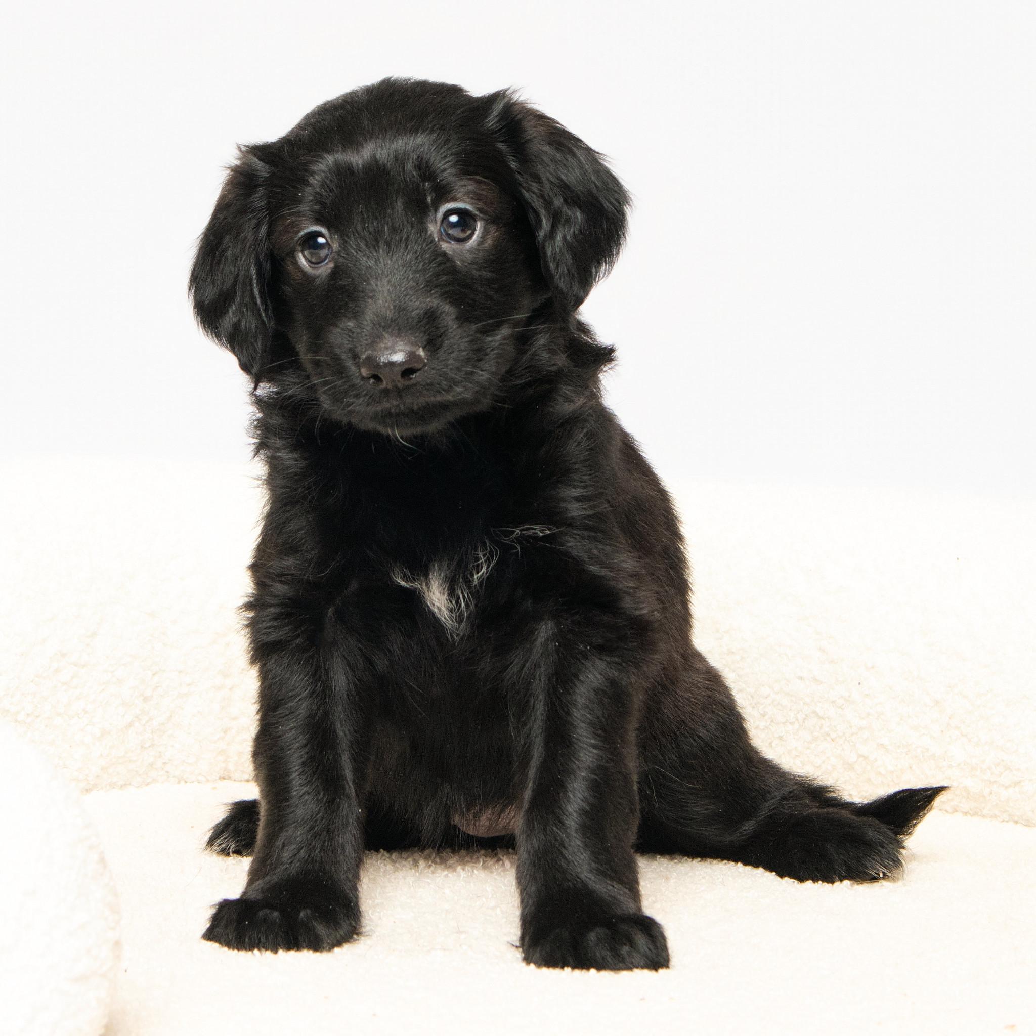 Buttercup, adopted, Puppy Female Shepherd.