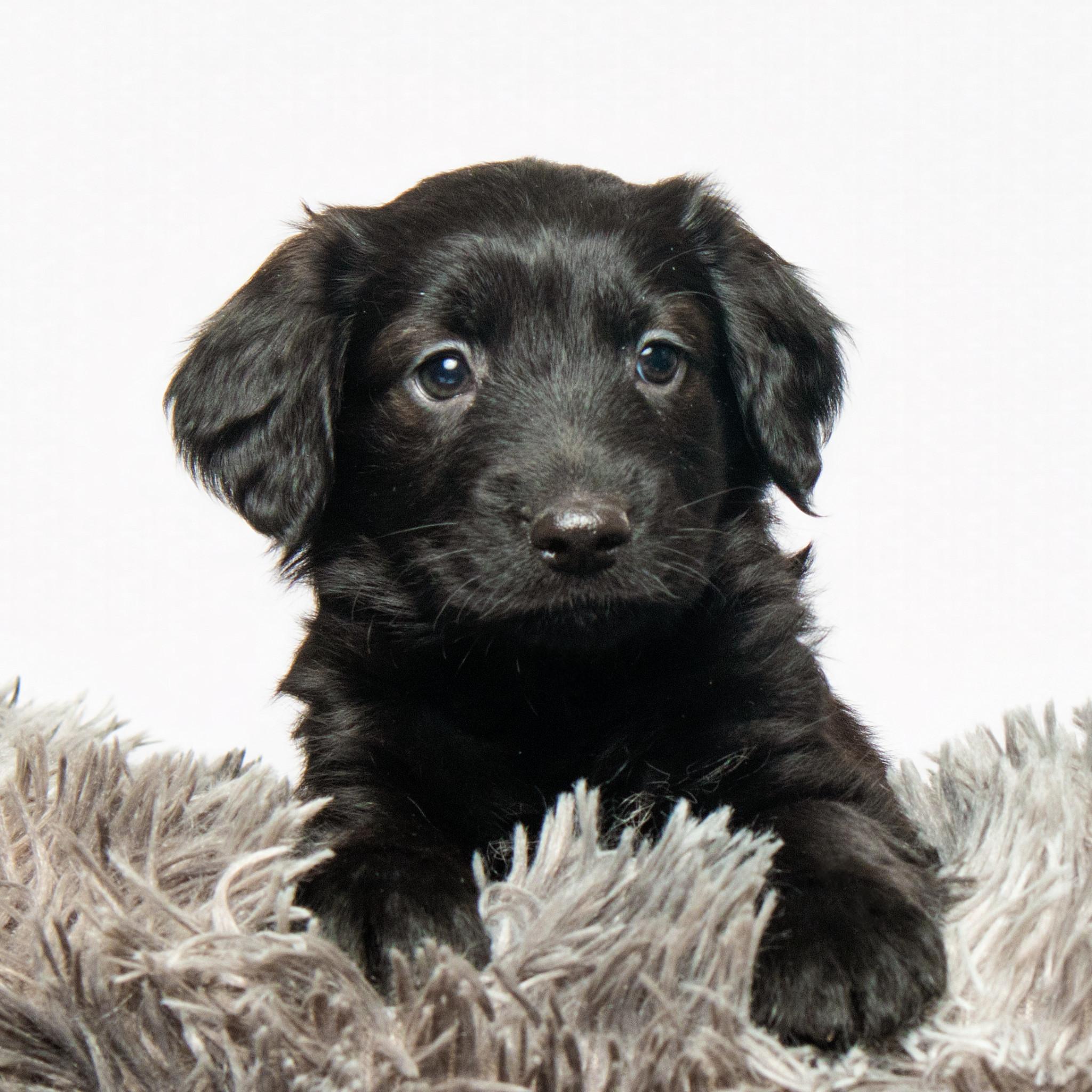 Enlarge Buttercup, an adopted mixed breed in Grand Forks, ND image 2/2