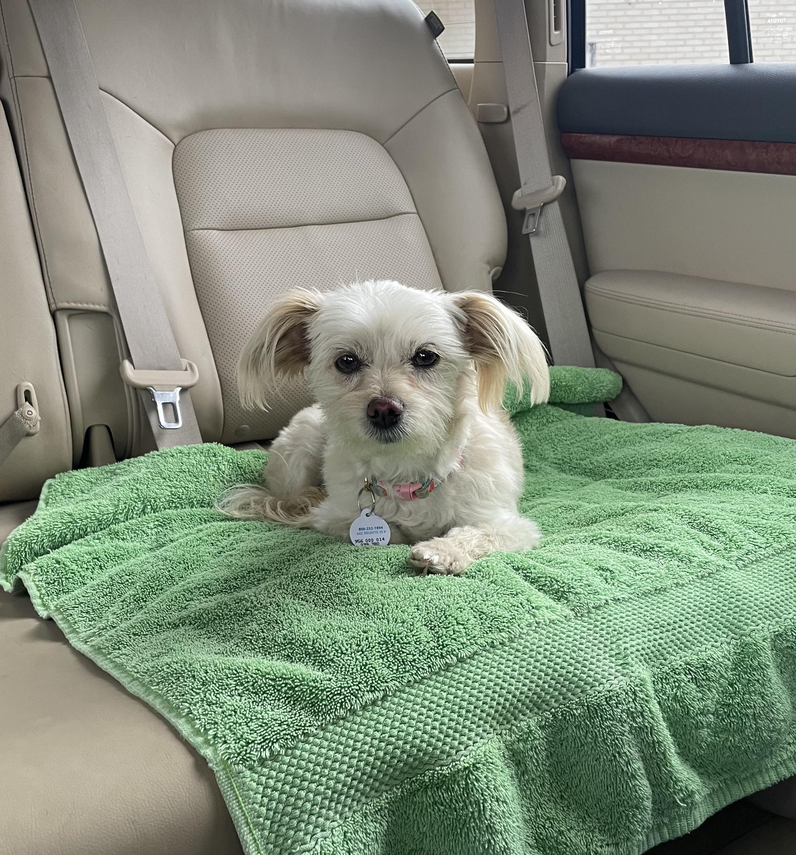 Enlarge Sammy, a Adopted mixed breed in Lincoln, NE image 4/6