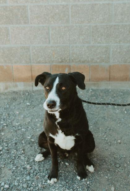 Enlarge Sully, a Adoptable mixed breed in Redmond, OR image 1/1