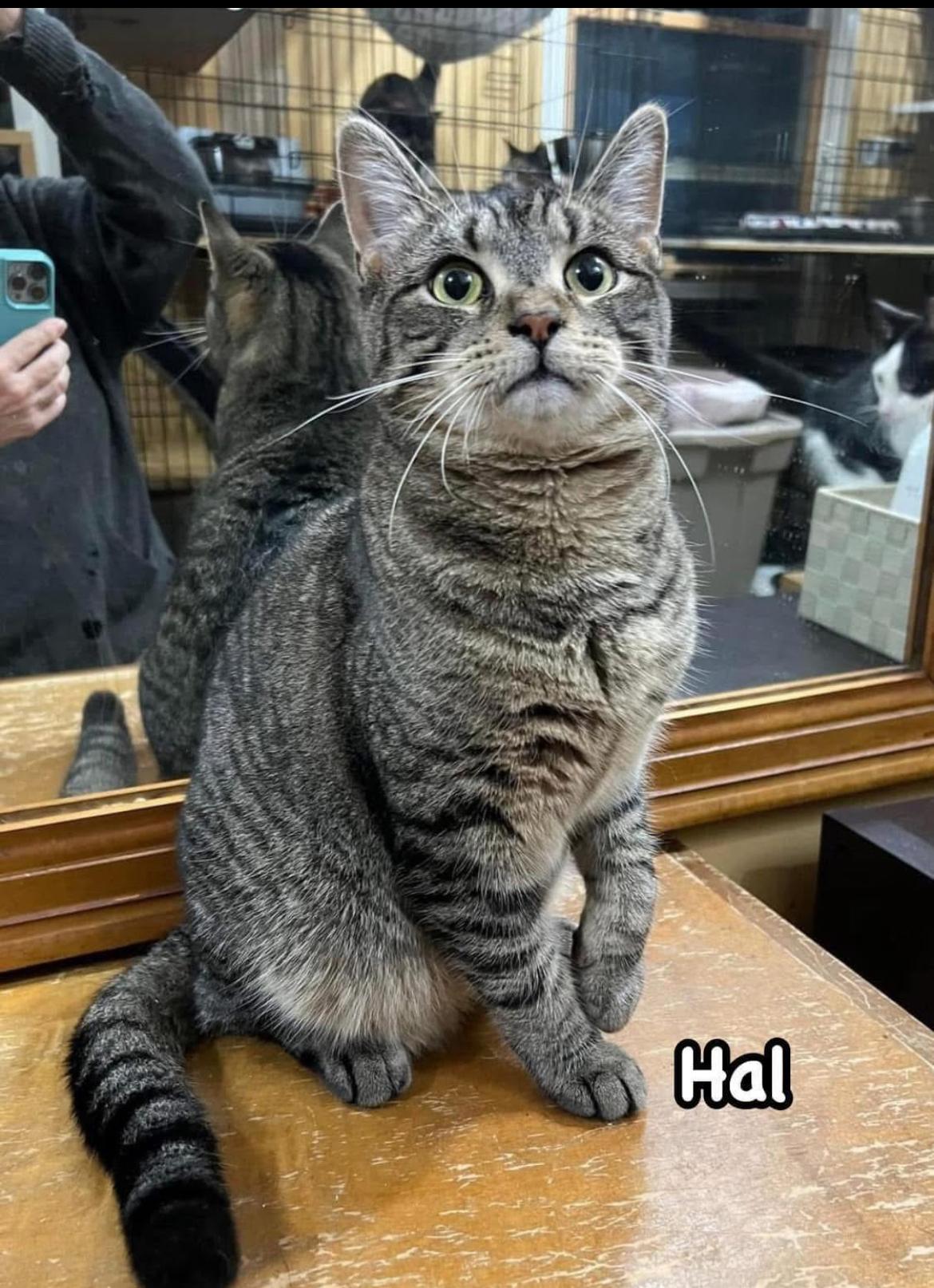 Enlarge Hestia, an adopted mixed breed in Syosset, NY image 5/6