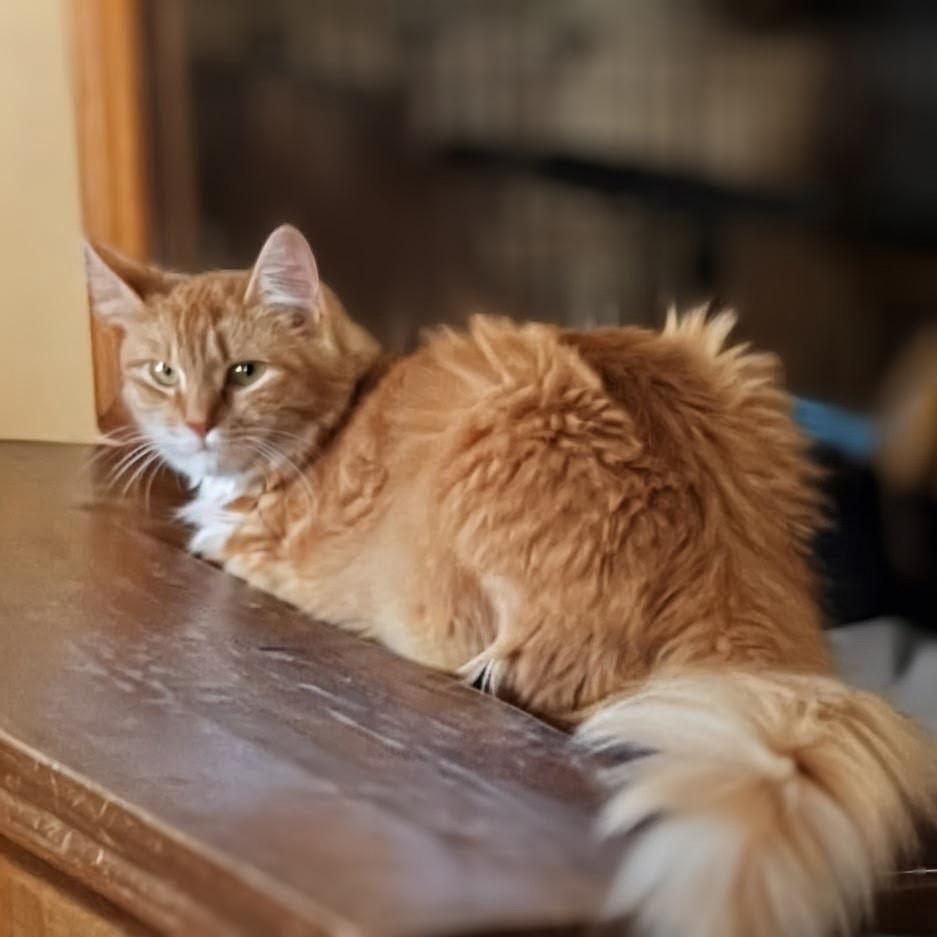 Enlarge Hestia, an adopted mixed breed in Syosset, NY image 4/6