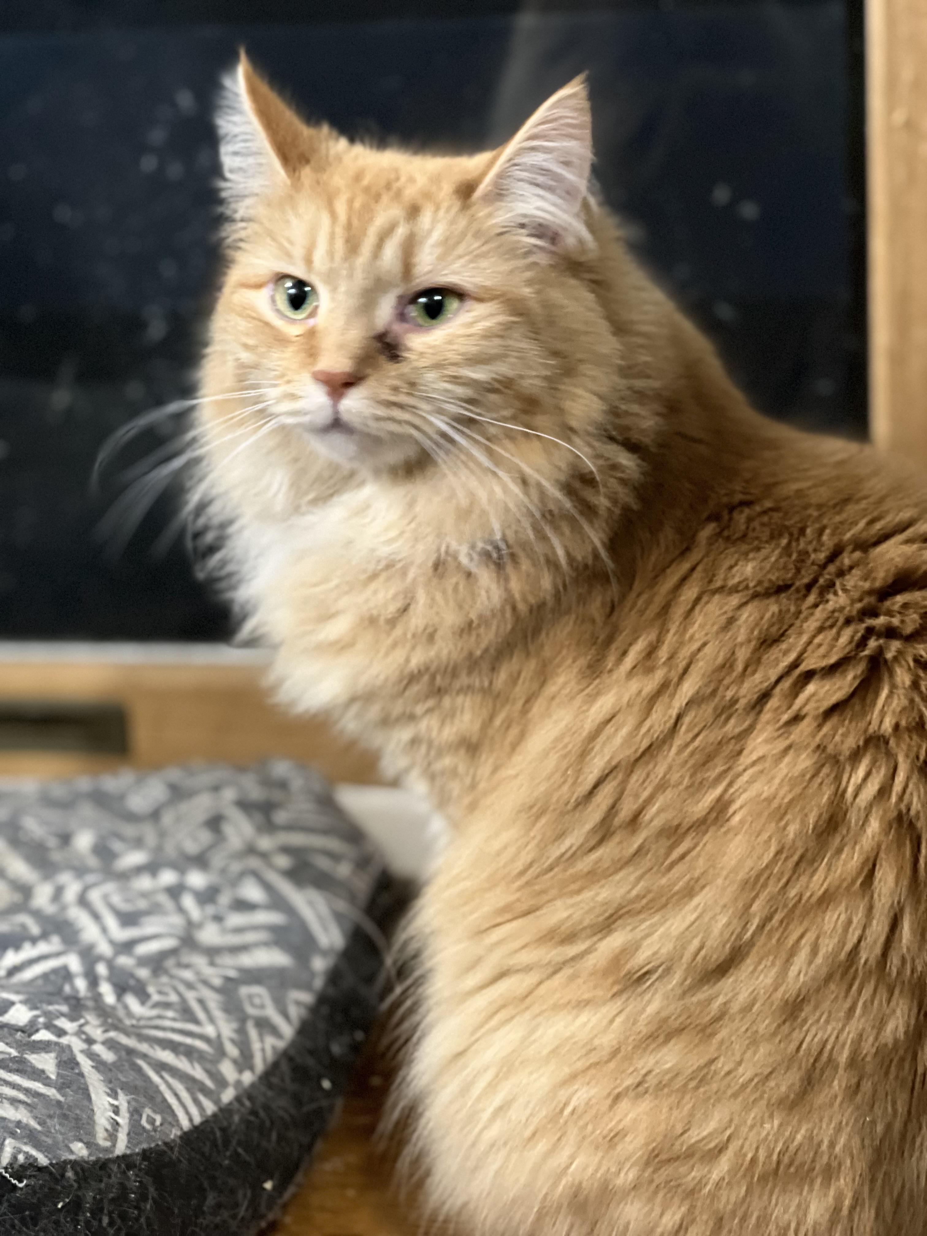 Enlarge Hestia, an adopted mixed breed in Syosset, NY image 1/6