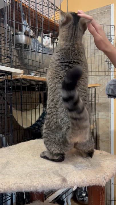 Enlarge Hestia, an adopted mixed breed in Syosset, NY video 6/6