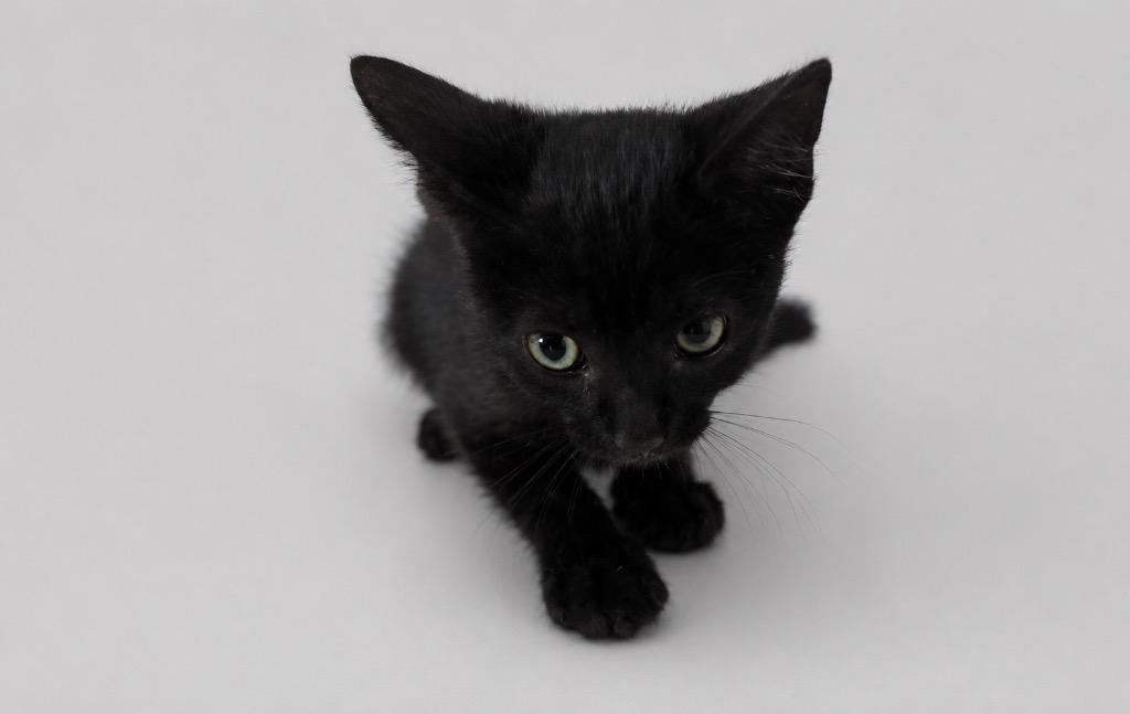 Enlarge Midnight, a Adopted mixed breed in Wauchula, FL image 1/1