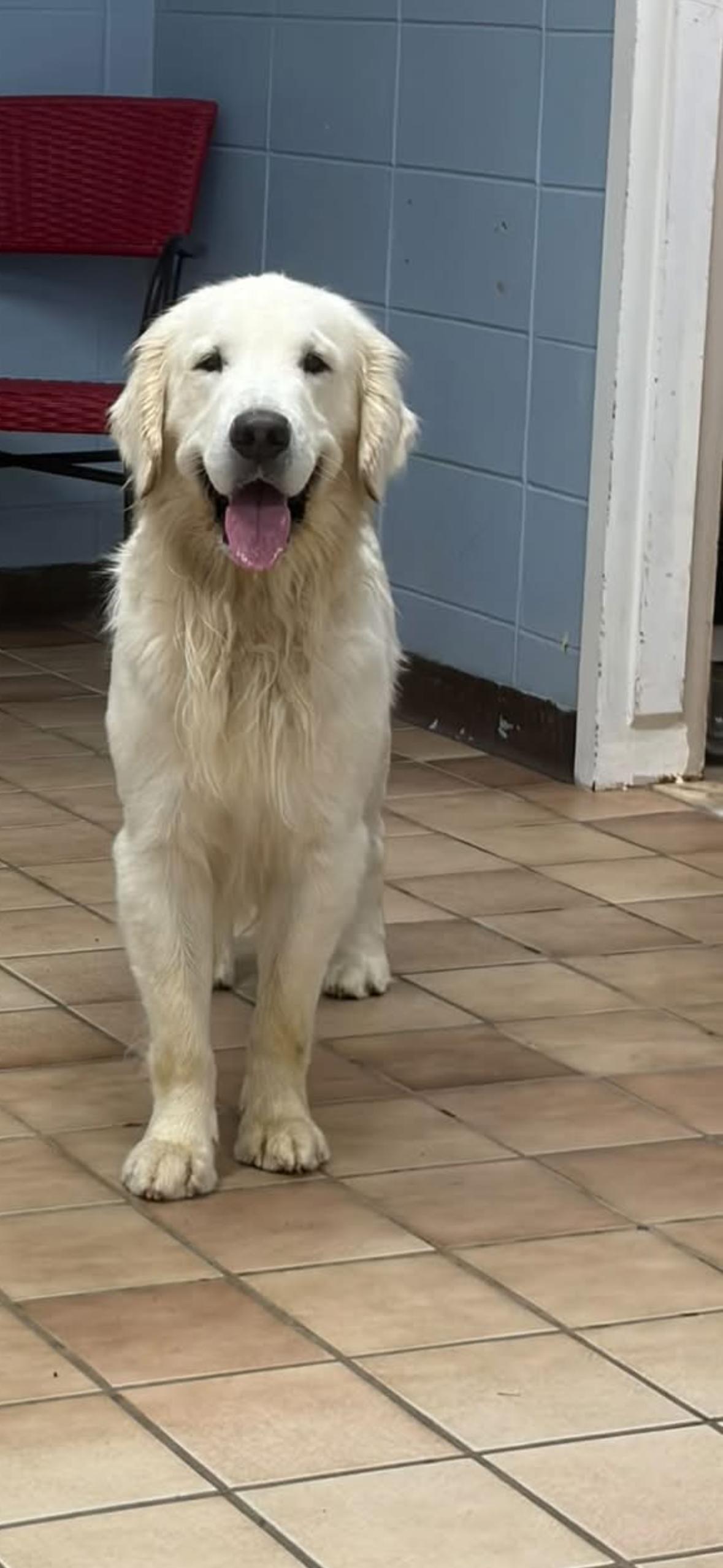 Mac, Adopted, Adult Male Golden Retriever.