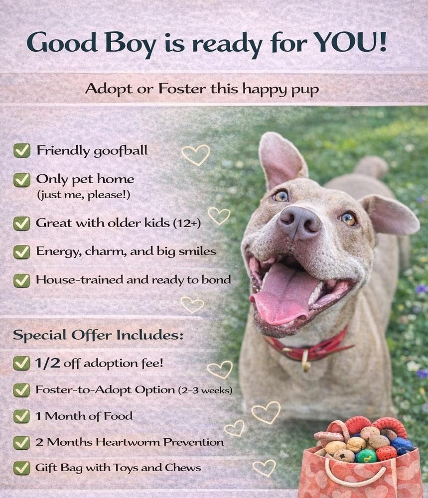 Good Boy, Adoptable, Young Male Pit Bull Terrier.