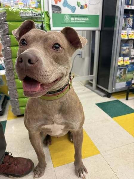Enlarge Good Boy, a Adoptable mixed breed in Naperville, IL image 4/6