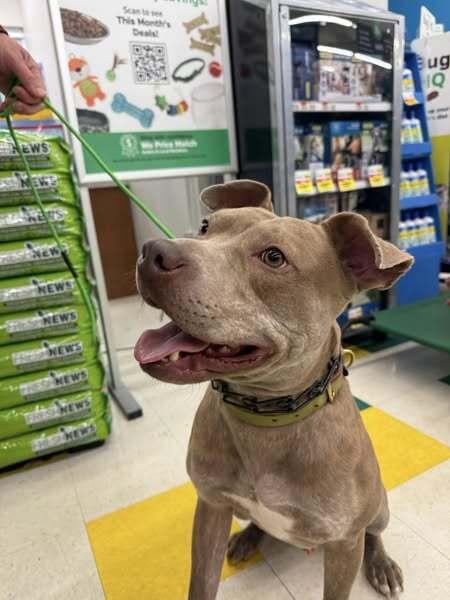 Enlarge Good Boy, a Adoptable mixed breed in Naperville, IL image 5/6