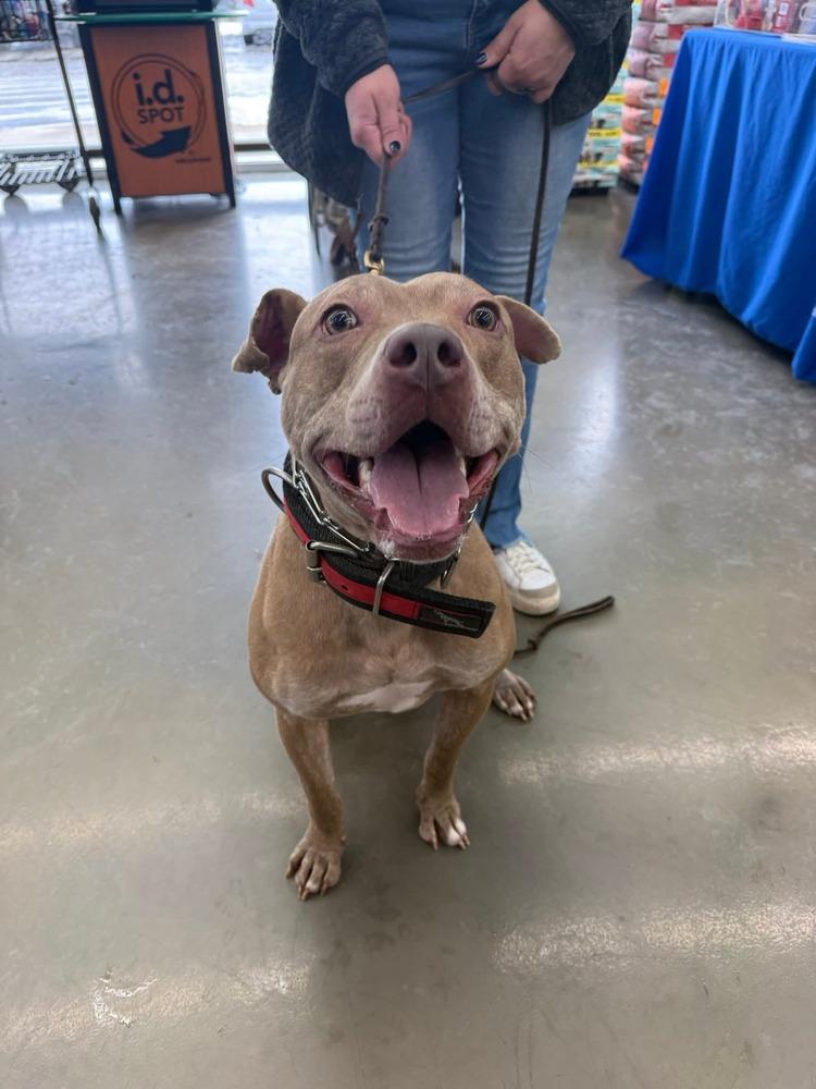 Enlarge Good Boy, a Adoptable mixed breed in Naperville, IL image 6/6