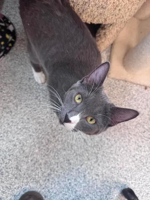 Enlarge Griffin, a ADOPTABLE Domestic Short Hair in Cherryfield, ME image 1/1