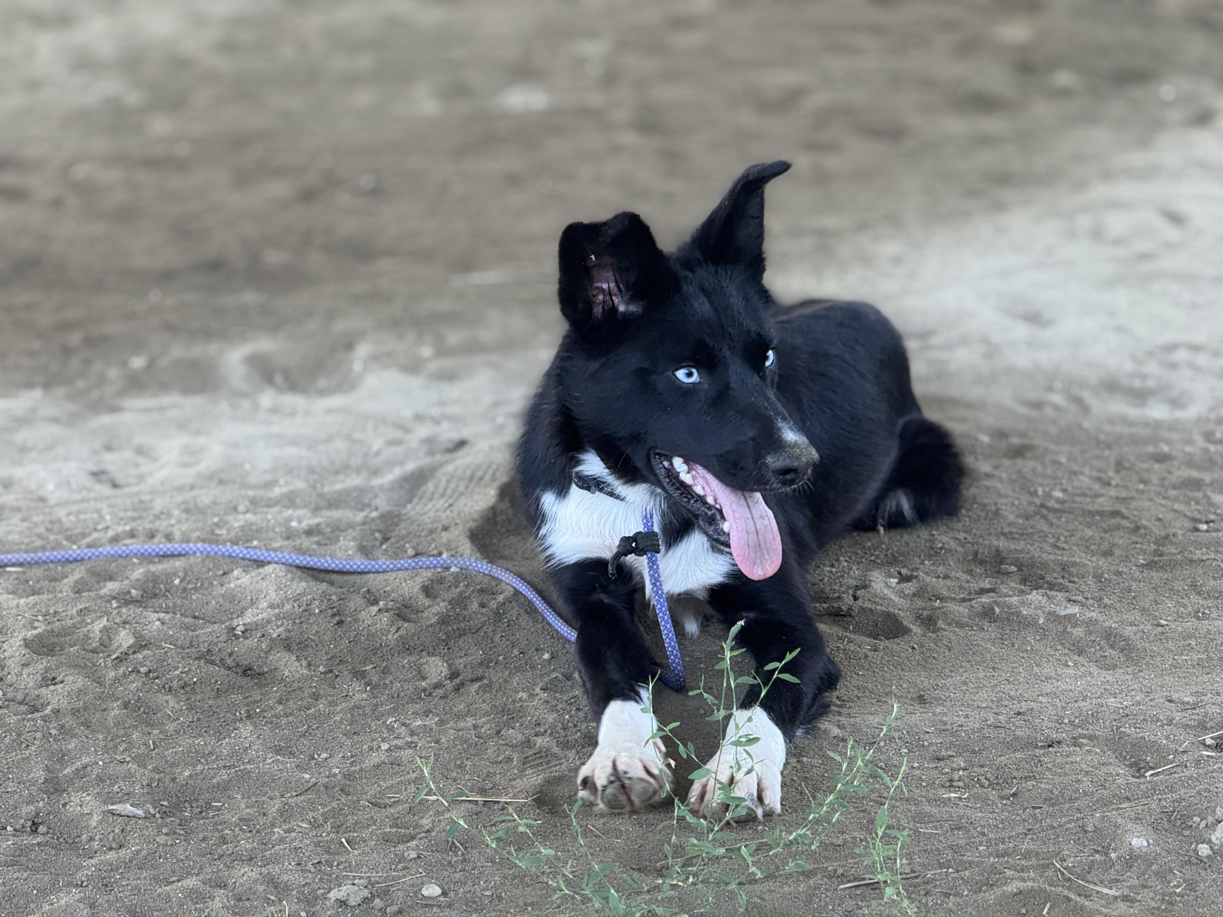 Louie, a Adoptable mixed breed in Ferndale, WA image 2/5