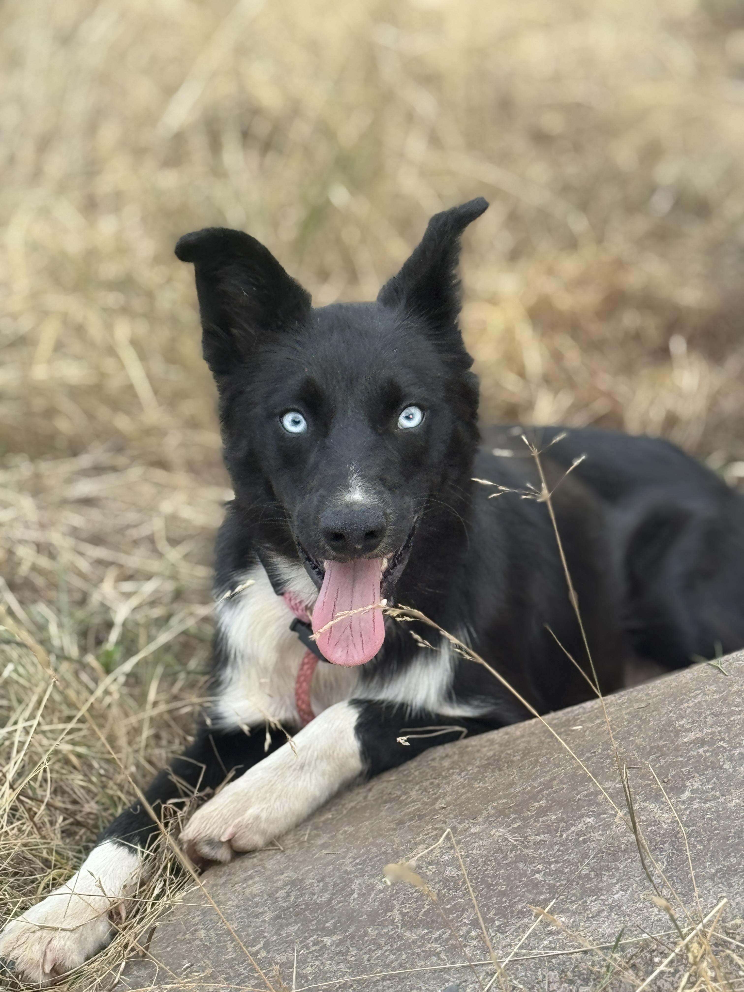Louie, Adoptable, Young Male McNab.