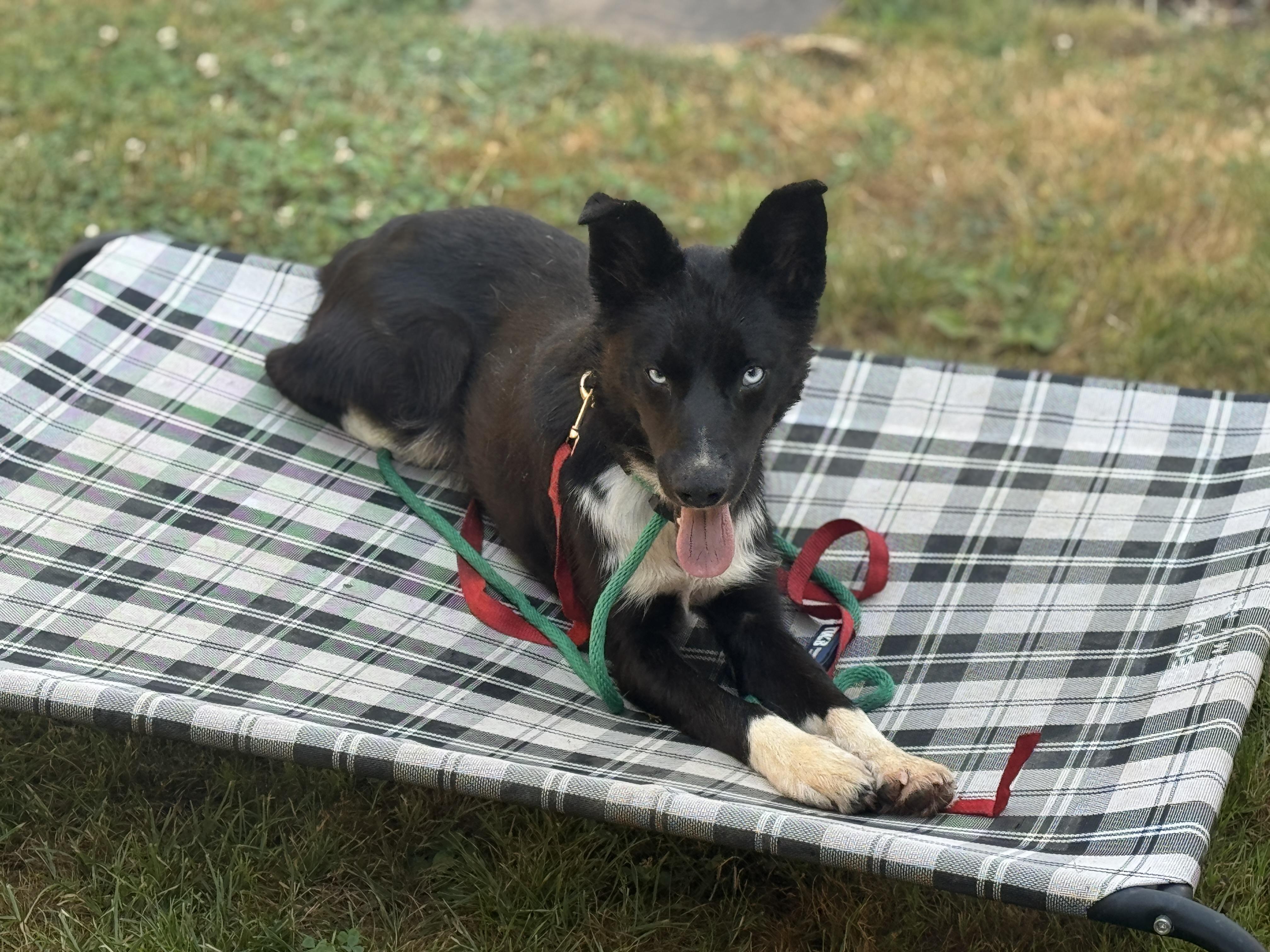 Louie, a Adoptable mixed breed in Ferndale, WA image 5/5