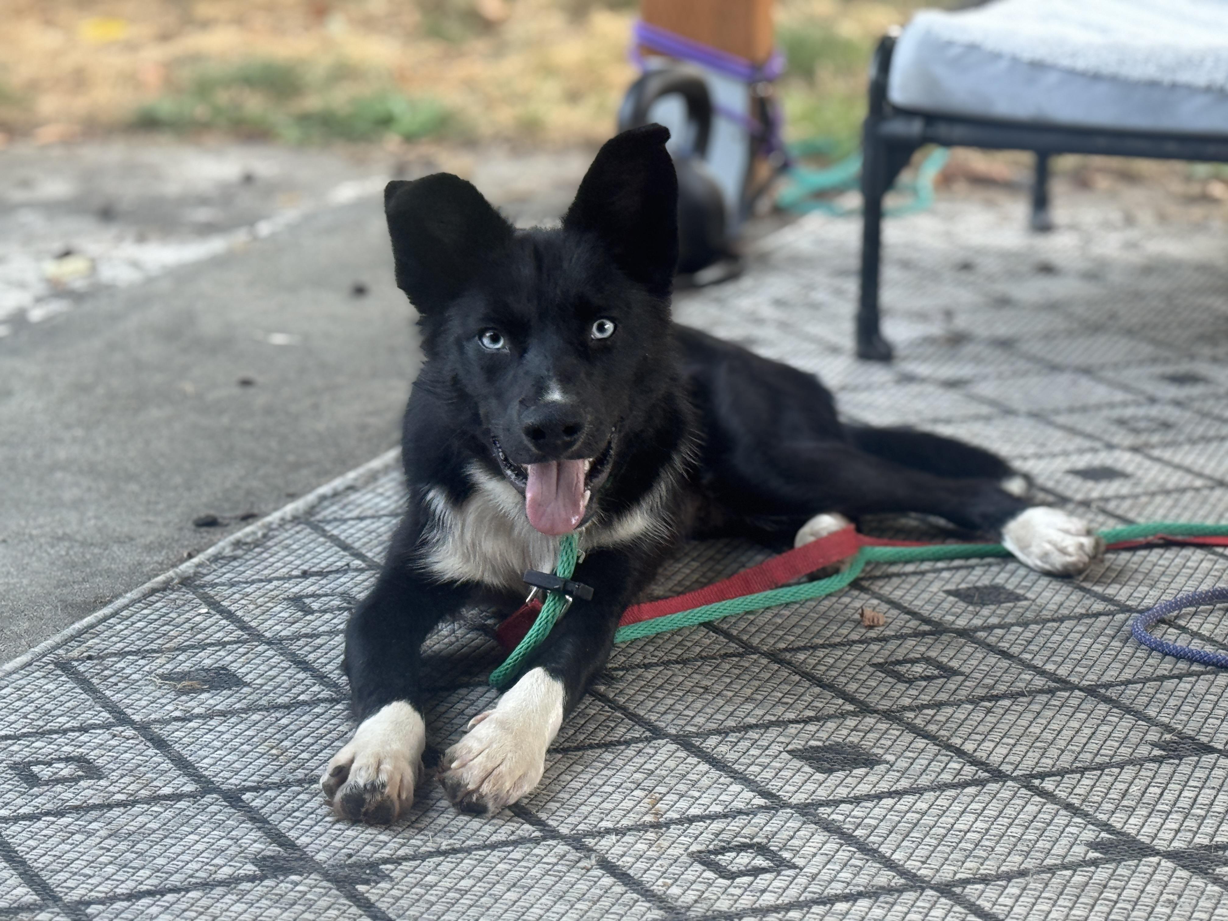 Louie, a Adoptable mixed breed in Ferndale, WA image 3/5