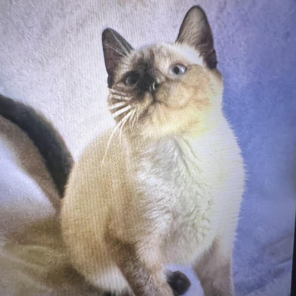 How Many Siamese Cat Breeds are There: Discover the Unique Varieties