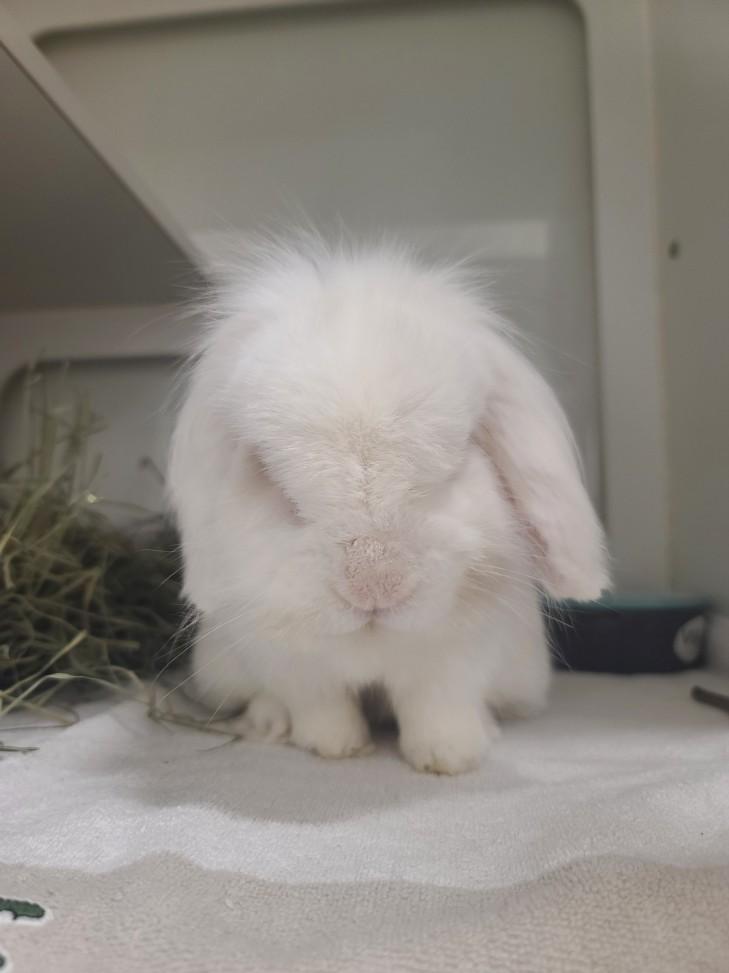 Enlarge BRAMBLE, a Adoptable Bunny Rabbit in Hayward, CA image 1/1