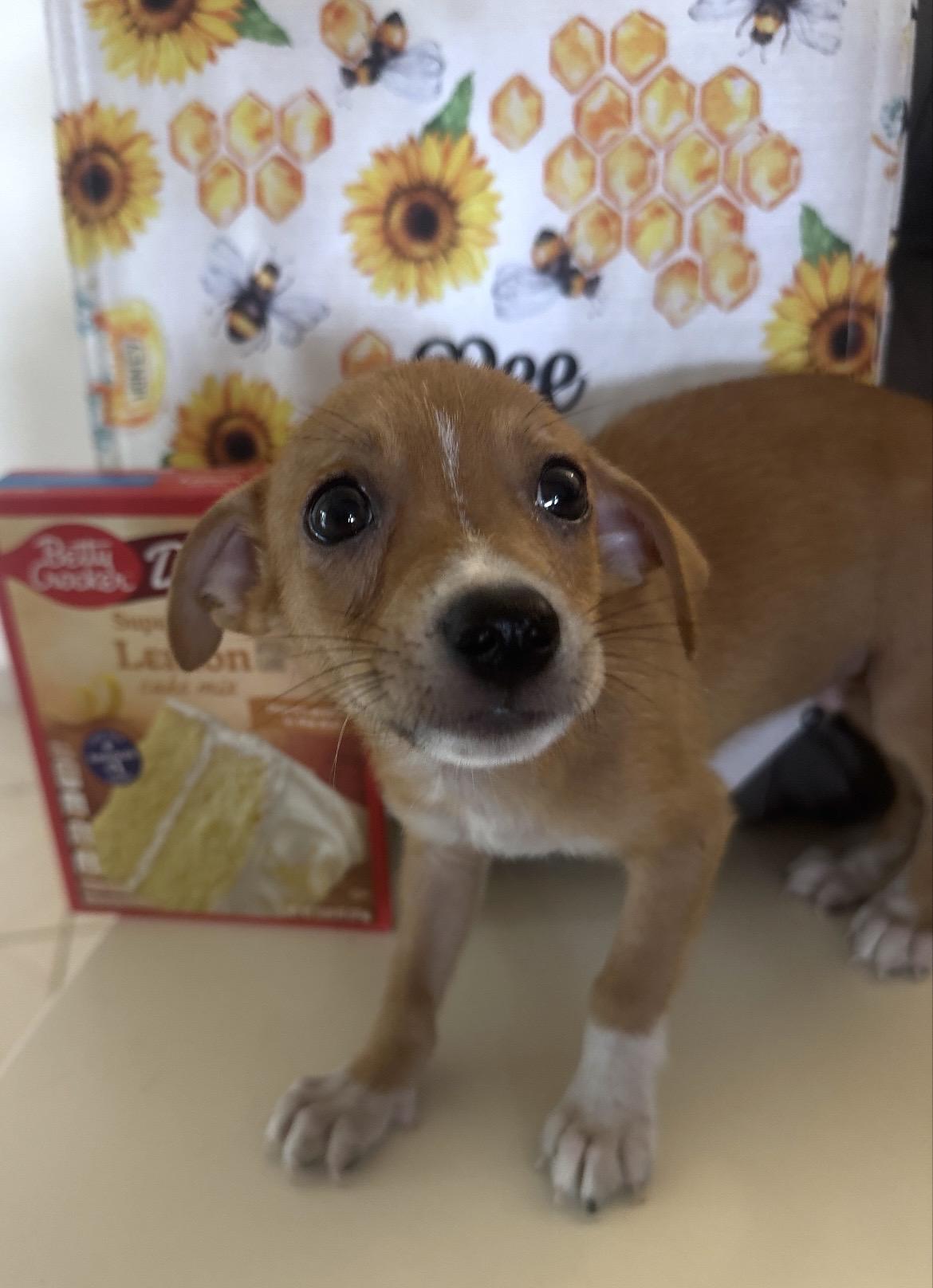 Han Solo, ADOPTABLE, Puppy Male Chiweenie.