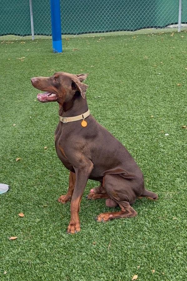 Enlarge Hermes 3549, a Adoptable Doberman Pinscher in Oakland Park, FL image 1/3