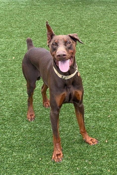 Enlarge Hermes 3549, a Adoptable Doberman Pinscher in Oakland Park, FL image 2/3