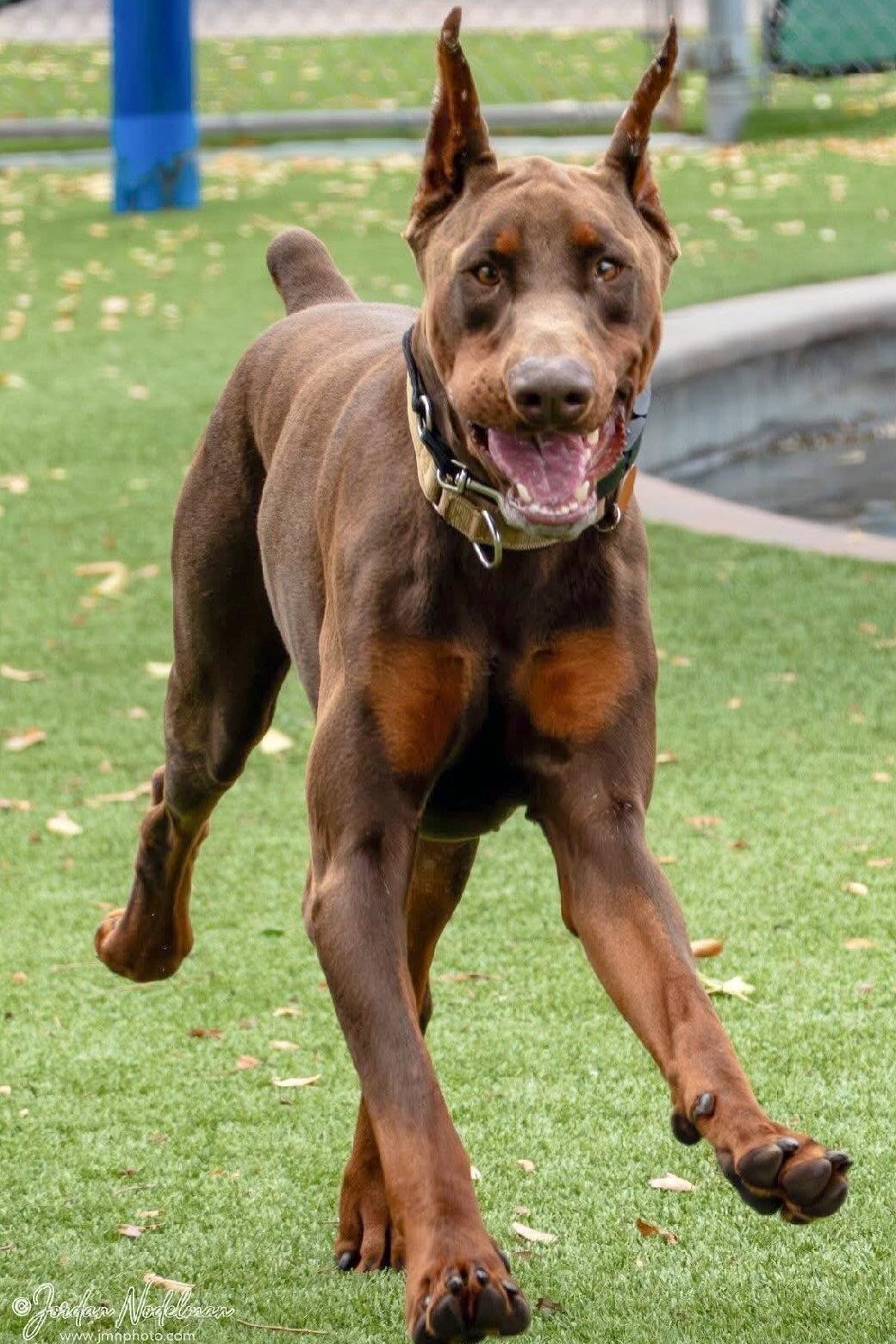 Enlarge Hermes 3549, a Adoptable Doberman Pinscher in Oakland Park, FL image 1/3