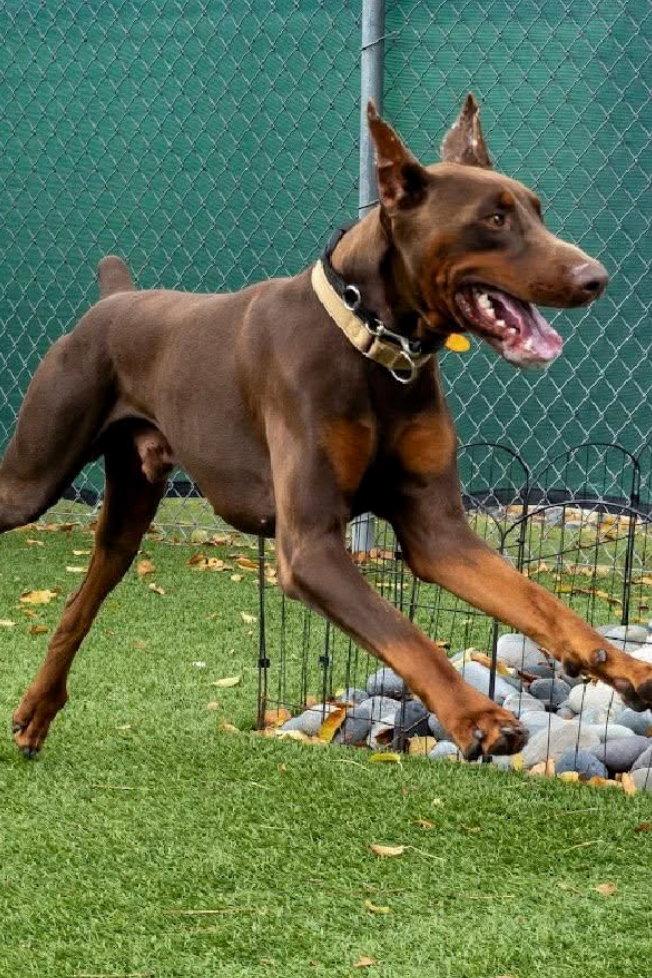 Enlarge Hermes 3549, a Adoptable Doberman Pinscher in Oakland Park, FL image 2/3