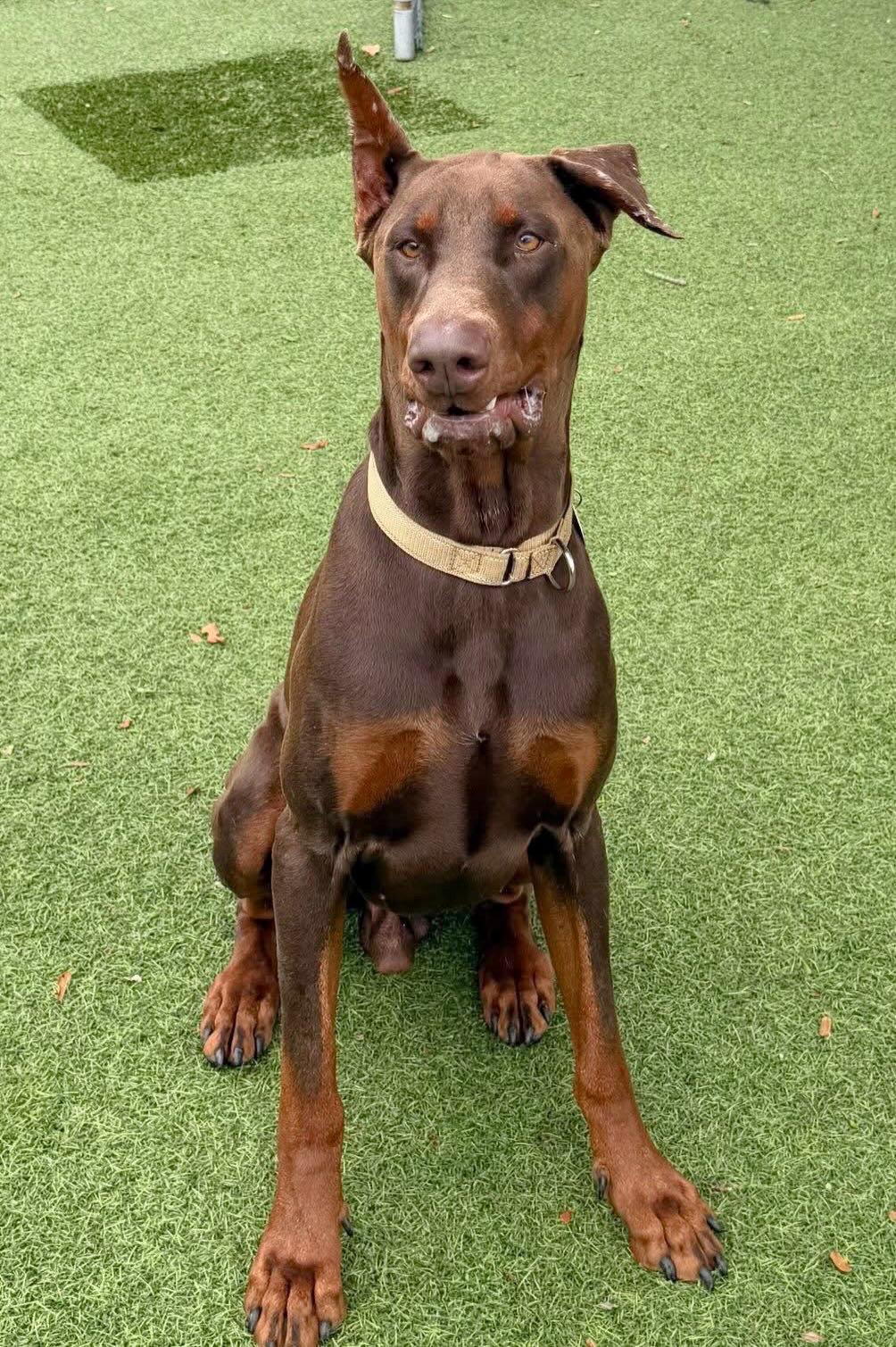 Enlarge Hermes 3549, a Adoptable Doberman Pinscher in Oakland Park, FL image 3/3