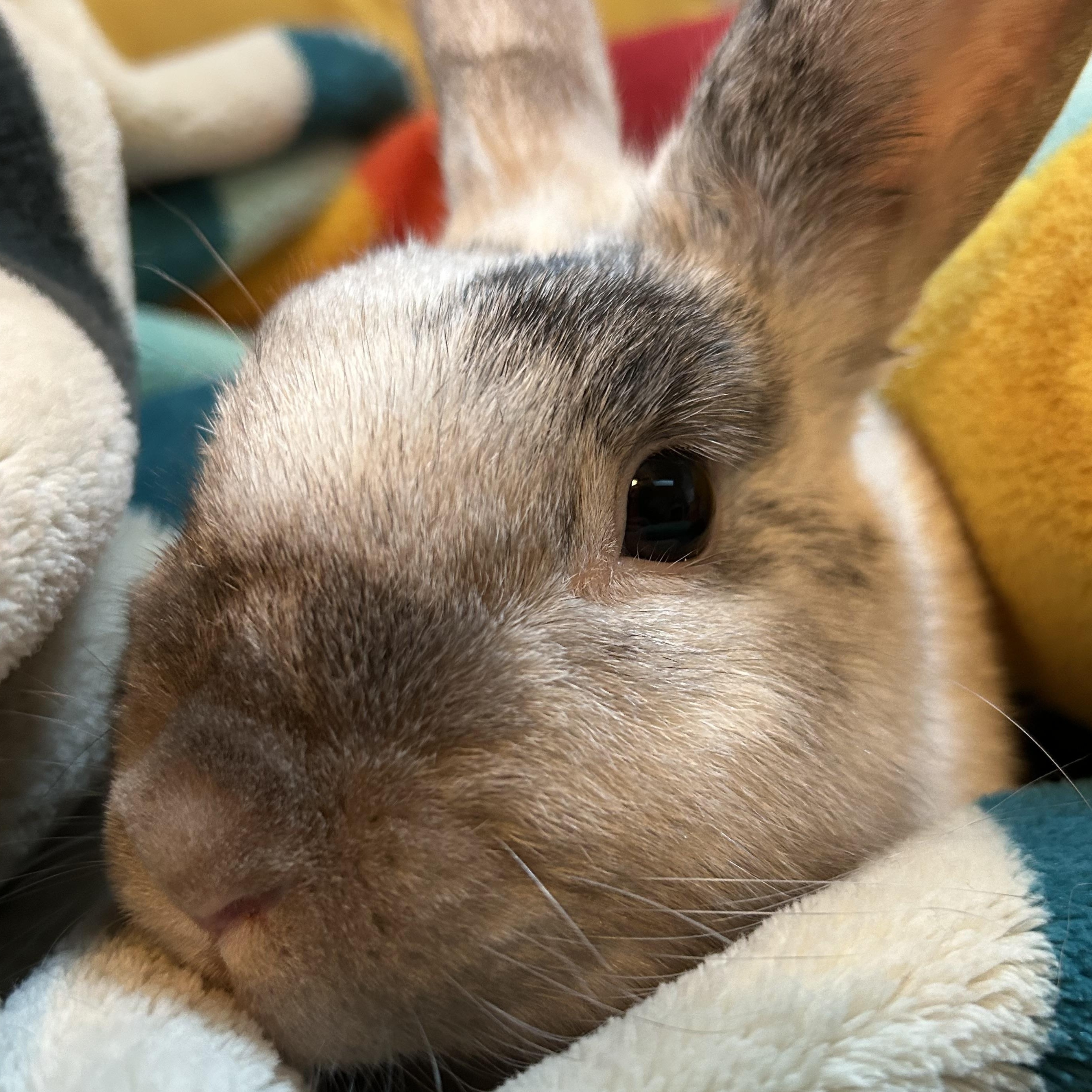 Fiona, Adoptable, Adult Female English Spot.