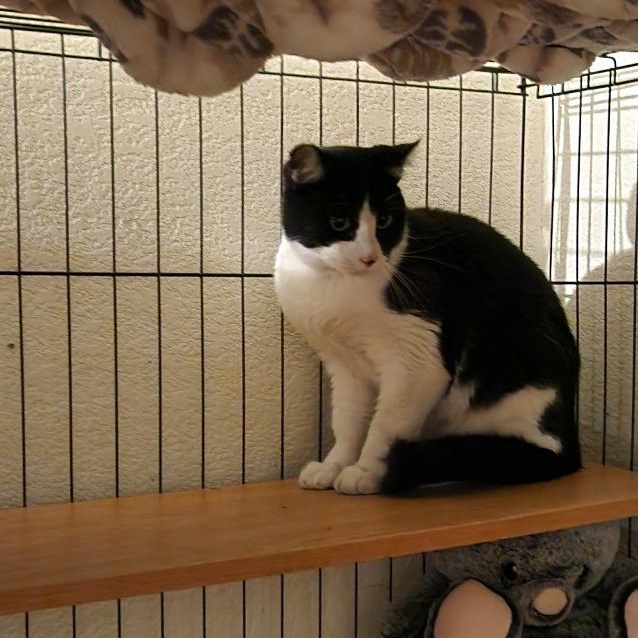 Felix the Wonderful Cat, a ADOPTABLE Tuxedo in Westminster, CA image 2/2