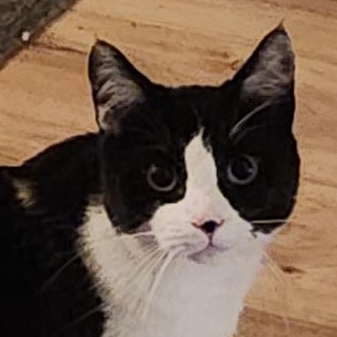 Felix the Wonderful Cat, ADOPTABLE, Young Male Tuxedo.