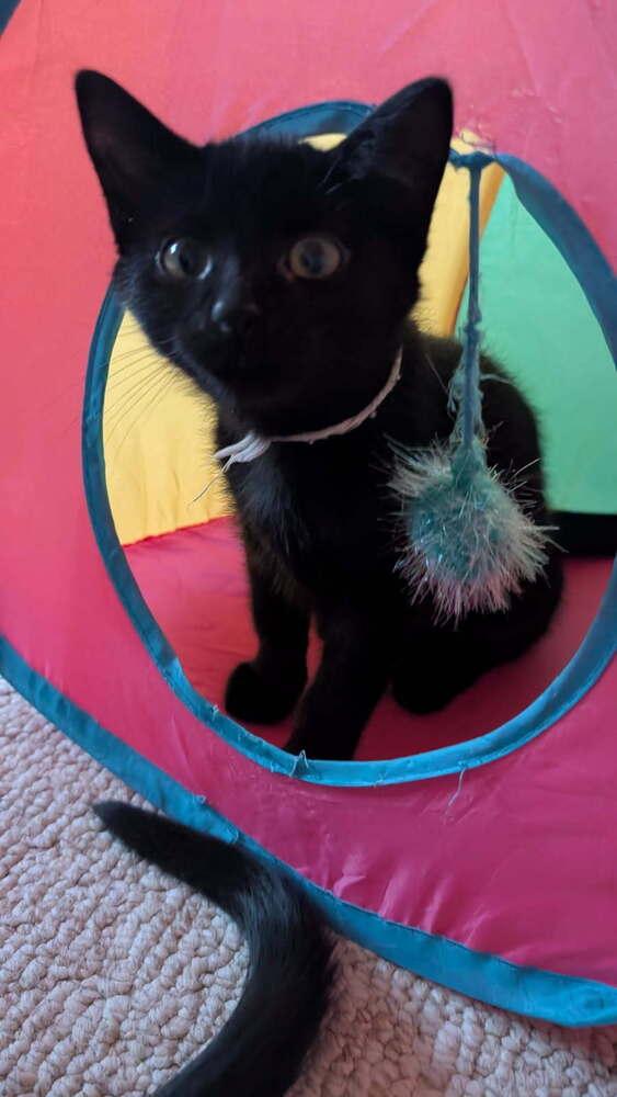 Tchotchke, Adoptable, Kitten Female Domestic Short Hair.