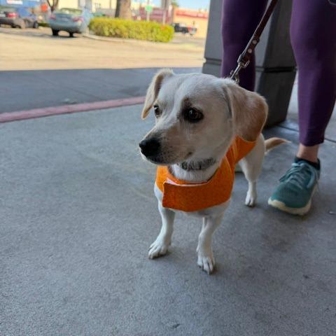 Luna, Adoptable, Adult Female Chihuahua.