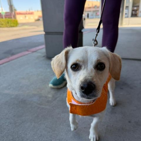Enlarge Luna, a Adoptable Chihuahua in Pacifica, CA image 2/5