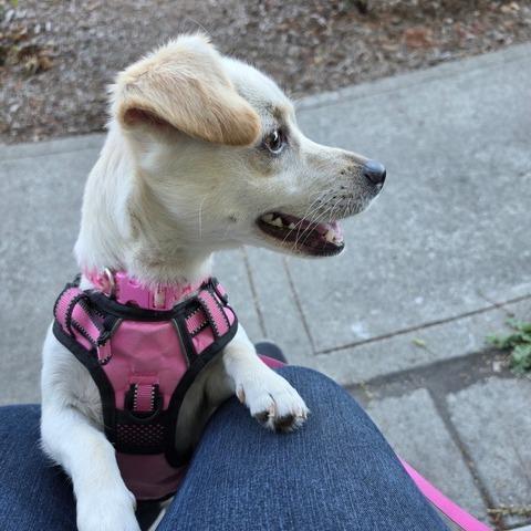 Enlarge Luna, a Adoptable Chihuahua in Pacifica, CA image 3/5